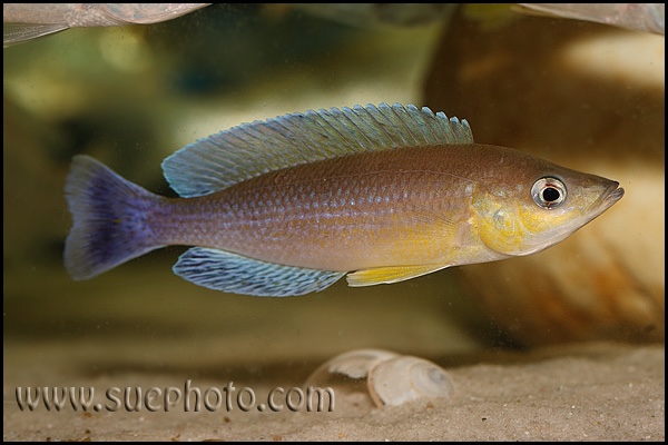 Cyprichromis sp. 'leptosoma jumbo' Cape Kachese